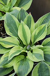Velvet Moon Hosta (Hosta 'Velvet Moon') at Lakeshore Garden Centres