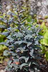 SunSparkler Sapphire Tuffet Stonecrop (Sedum 'Sapphire Tuffet') at Lakeshore Garden Centres