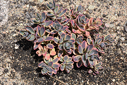 Sunsparkler Dazzling Dynamite Stonecrop (Sedum 'Dazzling Dynamite') at Lakeshore Garden Centres