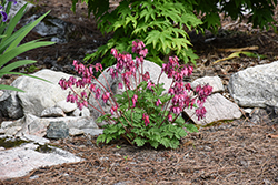 Luxuriant Bleeding Heart (Dicentra 'Luxuriant') at Lakeshore Garden Centres