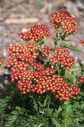 Milly Rock Red Yarrow (Achillea millefolium 'FLORACHRE1') at Lakeshore Garden Centres