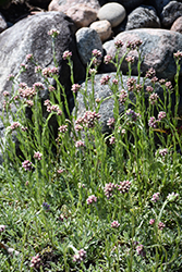 Red Pussytoes (Antennaria dioica 'Rubra') at Lakeshore Garden Centres