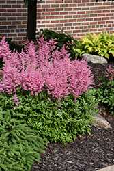 Visions in Pink Chinese Astilbe (Astilbe chinensis 'Visions in Pink') at Lakeshore Garden Centres