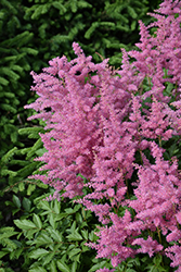 Visions in Pink Chinese Astilbe (Astilbe chinensis 'Visions in Pink') at Lakeshore Garden Centres