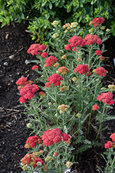 Firefly Red Pop Yarrow (Achillea 'Firefly Red Pop') at Lakeshore Garden Centres