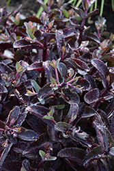 Strawberry Milkshake Stonecrop (Sedum 'Strawberry Milkshake') at Lakeshore Garden Centres