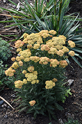 Firefly Peach Sky Yarrow (Achillea 'Firefly Peach Sky') at Lakeshore Garden Centres