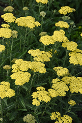 Firefly Sunshine Yarrow (Achillea 'Firefly Sunshine') at Lakeshore Garden Centres