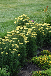 Firefly Sunshine Yarrow (Achillea 'Firefly Sunshine') at Lakeshore Garden Centres