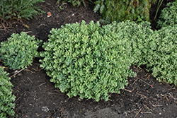 Powderpuff Stonecrop (Sedum 'Powderpuff') at Lakeshore Garden Centres