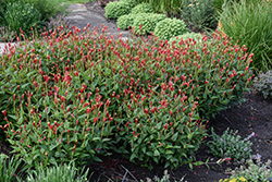 Little Redhead Indian Pink (Spigelia marilandica 'Little Redhead') at Lakeshore Garden Centres