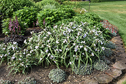 Webmaster Spiderwort (Tradescantia x andersoniana 'Webmaster') at Lakeshore Garden Centres