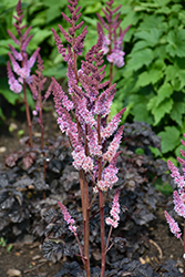 Dark Side Of The Moon Astilbe (Astilbe 'Dark Side Of The Moon') at Lakeshore Garden Centres
