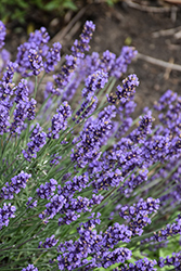Sweet Romance Lavender (Lavandula angustifolia 'Kerlavangem') at Lakeshore Garden Centres