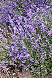Sweet Romance Lavender (Lavandula angustifolia 'Kerlavangem') at Lakeshore Garden Centres