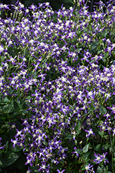 Violet Stardust Bush Clematis (Clematis 'Violet Stardust') at Lakeshore Garden Centres