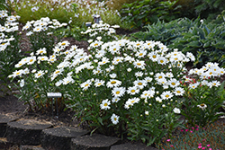 Daisy May Shasta Daisy (Leucanthemum x superbum 'Daisy Duke') at Lakeshore Garden Centres