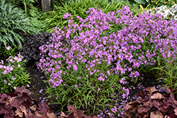 Opening Act Romance Phlox (Phlox 'Opening Act Romance') at Lakeshore Garden Centres