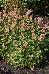 Bressingham Beauty Astilbe (Astilbe x arendsii 'Bressingham Beauty') at Lakeshore Garden Centres