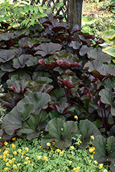 Britt Marie Crawford Rayflower (Ligularia dentata 'Britt Marie Crawford') at Lakeshore Garden Centres