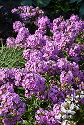 Fashionably Early Flamingo Garden Phlox (Phlox 'Fashionably Early Flamingo') at Lakeshore Garden Centres