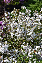 Opening Act White Phlox (Phlox 'Opening Act White') at Lakeshore Garden Centres