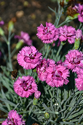 Pretty Poppers Goody Gumdrops Pinks (Dianthus 'Goody Gumdrops') at Lakeshore Garden Centres