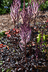 Dark Side Of The Moon Astilbe (Astilbe 'Dark Side Of The Moon') at Lakeshore Garden Centres