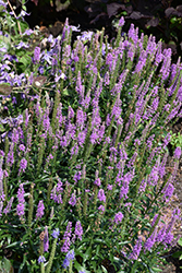 Purple Leia Speedwell (Veronica 'Purple Leia') at Lakeshore Garden Centres