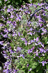 Stand By Me Lavender Bush Clematis (Clematis 'Stand By Me Lavender') at Lakeshore Garden Centres