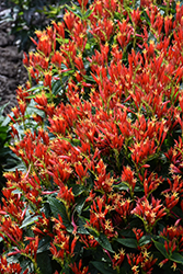 Ragin Cajun Indian Pink (Spigelia marilandica 'Ragin Cajun') at Lakeshore Garden Centres