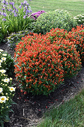 Ragin Cajun Indian Pink (Spigelia marilandica 'Ragin Cajun') at Lakeshore Garden Centres