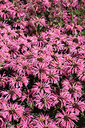 Upscale Pink Chenille Beebalm (Monarda 'Pink Chenille') at Lakeshore Garden Centres