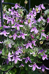 Stand By Me Pink Bush Clematis (Clematis 'Stand By Me Pink') at Lakeshore Garden Centres