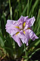 Pinkerton Japanese Iris (Iris ensata 'Pinkerton') at Lakeshore Garden Centres