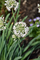 Bobblehead Ornamental Onion (Allium 'Bobblehead') at Lakeshore Garden Centres