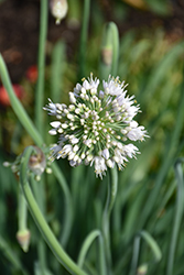 Bobblehead Ornamental Onion (Allium 'Bobblehead') at Lakeshore Garden Centres