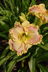 Singular Sensation Daylily (Hemerocallis 'Singular Sensation') at Lakeshore Garden Centres