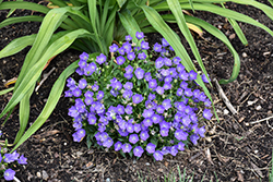 Mini Marvels Midnight Bellflower (Campanula carpatica 'Midnight') at Lakeshore Garden Centres