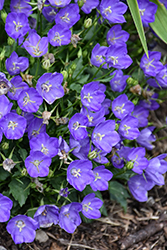 Mini Marvels Midnight Bellflower (Campanula carpatica 'Midnight') at Lakeshore Garden Centres