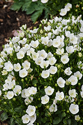 Mini Marvels Starbright Bellflower (Campanula carpatica 'Starbright') at Lakeshore Garden Centres