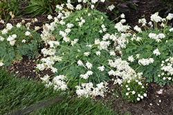 White Diamonds Fern-leaved Bleeding Heart (Dicentra 'White Diamonds') at Lakeshore Garden Centres