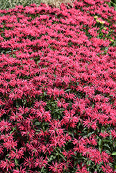 Upscale Red Velvet Beebalm (Monarda 'Red Velvet') at Lakeshore Garden Centres
