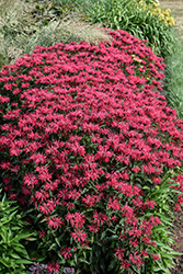 Upscale Red Velvet Beebalm (Monarda 'Red Velvet') at Lakeshore Garden Centres