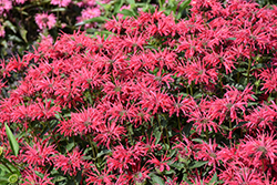 Upscale Red Velvet Beebalm (Monarda 'Red Velvet') at Lakeshore Garden Centres