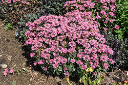 Upscale Pink Chenille Beebalm (Monarda 'Pink Chenille') at Lakeshore Garden Centres