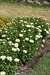 Seventh Heaven Shasta Daisy (Leucanthemum x superbum 'Seventh Heaven') at Lakeshore Garden Centres