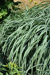 Prairie Winds Niagara Falls Switch Grass (Panicum virgatum 'Niagara Falls') at Lakeshore Garden Centres