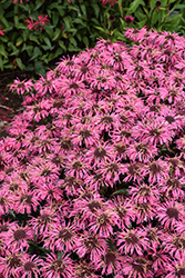 Upscale Pink Chenille Beebalm (Monarda 'Pink Chenille') at Lakeshore Garden Centres