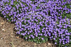 Mini Marvels Midnight Bellflower (Campanula carpatica 'Midnight') at Lakeshore Garden Centres